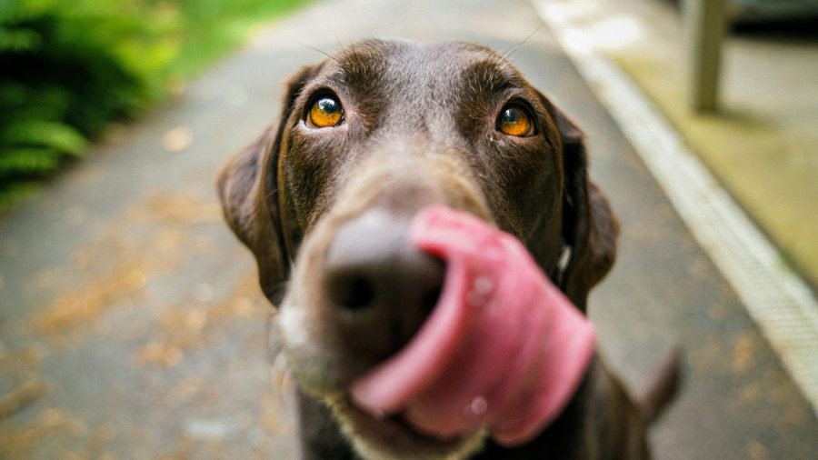 Ambrosia: Eight Years of Pet Passion!